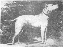 Раньше была красивая собака. Теперь свинья с зубами