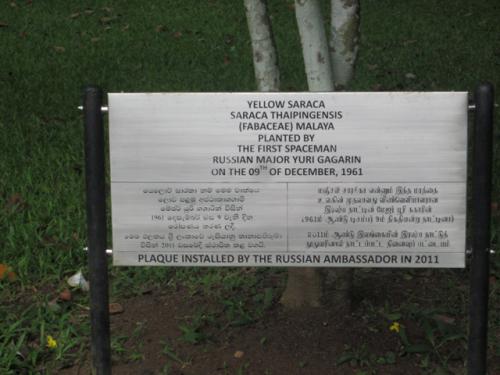Табличка под деревом, которое посадил Ю.Гагарин в королевском ботаническом саду Канди. Само дерево не смотрится...