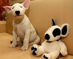 Щенки, которые с возрастом стали занимать гораздо больше места