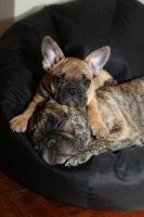 Он любит своего старшего брата так