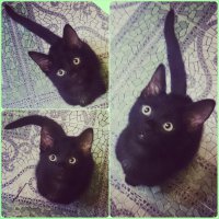 Эта черная морда лучшее что случилось со мной в жизни)они действительно волшебные)