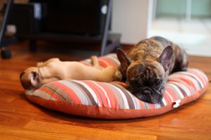 это первый пес спит в отрубе в первые пол часа дома)а на втором фото он уже взрослый охраняет второго ,тоже в первые пол часа )