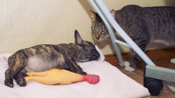 это первый пес спит в отрубе в первые пол часа дома)а на втором фото он уже взрослый охраняет второго ,тоже в первые пол часа )