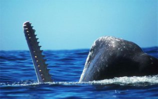 Прикол в том, что не надо авторитетно утверждать что-то, когда не знаешь этого чего-то.
Вот кашалот в похожей ситуации.
Почуствуй разницу.