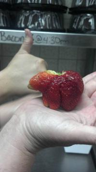 клубника медведь