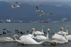 добавлю от себя. автору спасибо за красивые фотки, в частности про город Герой Новороссийск.