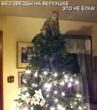 Мой паршивец тоже вчера "помогал" ёлку ставить, чуть не уронил :)