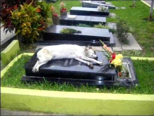 Верный друг. Пес на могиле своего хозяина.