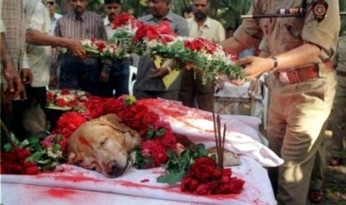 Смерть героя. Похороны пса, который спас тысячи жизней во время терактов в Мумбаи в 1993 году, обнаружив 3 тонны взрывчатых веществ.