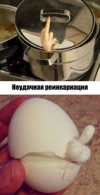   Как из яйца развивается курица