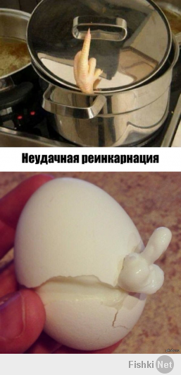   Как из яйца развивается курица