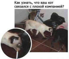 Коты-прохиндеи