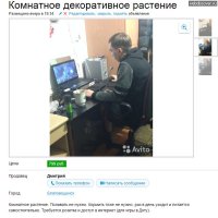 Какие цветы нужно держать дома, если