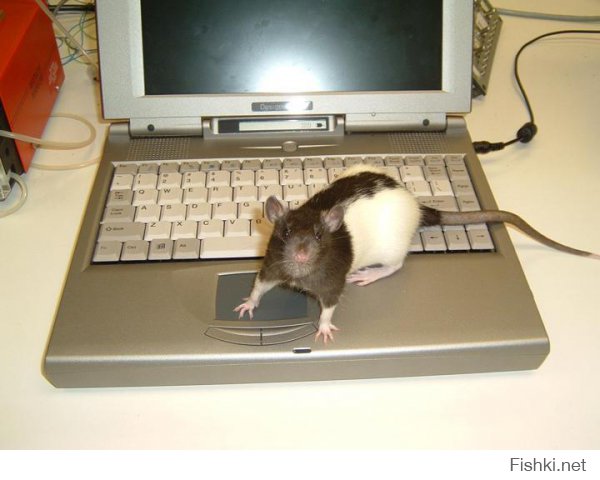 Очень мало здесь баянов. Гармошки, аккардеоны и прочие похожие, но не баяны. Что, сложно узнать как выглядит баян и выкладывать именно его?
Например, это фото можно назвать "компьютерная крыса" и никак не "компьютерная мышь"...