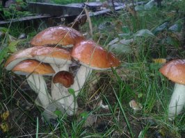 Вот что у меня на даче выросло