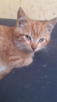 Прошлой осенью домой притащила. Вымахала наглая морда! :D