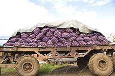 Картоху возите уж сразу! Чо мелочиться то...