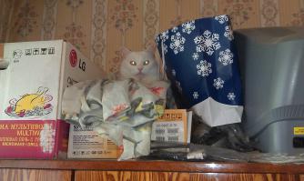 10 признаков кошачьей любви