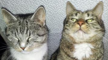 вот патаму у меня две наглые морды.... :):):)