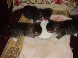 2009 год. Мои воспитанники. Первые пробы... Один из них до сих пор со мной.... :):):)