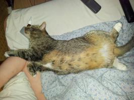 обычная поза моего перед сном- мол, почеши животик, наше величество спать хотят...