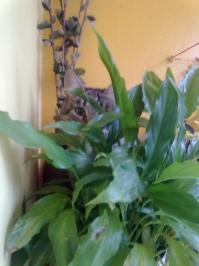 кот сотрудника ГИБДД :):):)