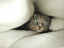 30 знаков, что ваш кот, возможно, планирует ваше убийство