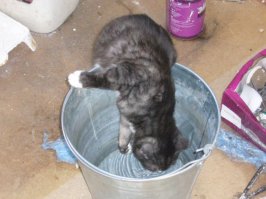 Нет бы воды налить,они за фотоаппарат .....