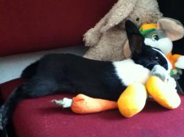 Моя зайка Хайди :)