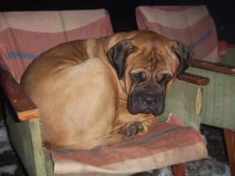 Собаки, которые любят своего хозяина больше всего на свете