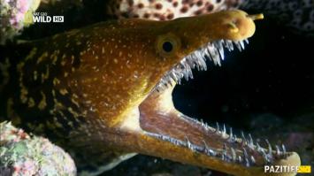 А этой "быбы" яйца стальные, только как она сними плавает ? :)