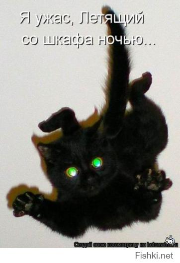 Ёшекин кот это - кот Ё(Йо)шки Фишера