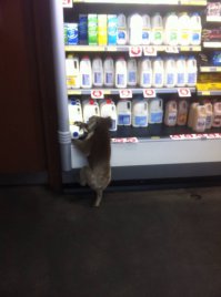 Обычная ситуация коала зашла в магазин за молоком, а что вы своих медведей не отпускаете, или только когда напьётесь водки а от балалайки оторваться не сможете.