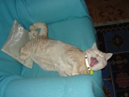 Мой скотёночек))