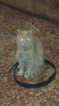 проверил) пашет!)))