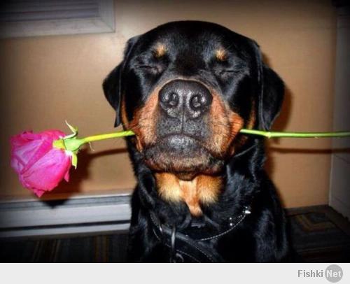 Политики пообещают, а она Вас всегда отблагодарит! Верные Они!