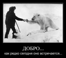 Русские медведи 