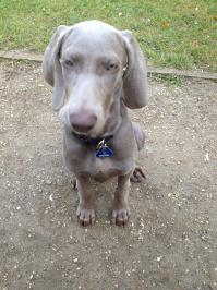 Самые редкие породы собак 