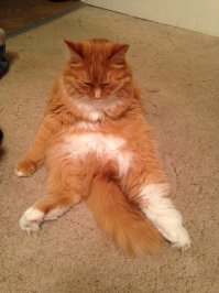 дома кот также сидит)