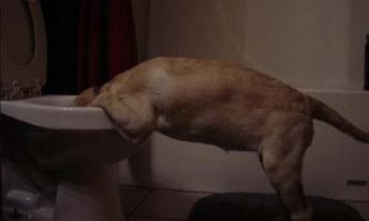 Пёс тоже посмотрел этот пост