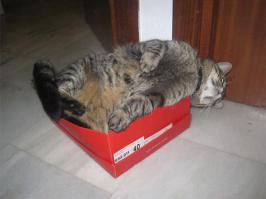 Места, которые невозможно представить без котов