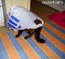 Места, которые невозможно представить без котов