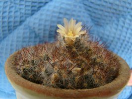 У моего кактуса было 4 цветочка, но я застала только один (караулила его ночью). Остальные на утро уже оказывались увядшими