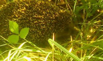 Вчера в лесу с женой тоже ёжика нашли