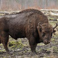 Нет, тур это вымершее животное, отец нынешних парнокопытных.
Рога на гербе:

Рога у зубра:

Тур: