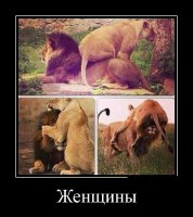 Лиса такая баба)) Прям баба-баба)))