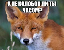 Сотрудникам приюта удалось спасти лисенка, изувеченого собаками