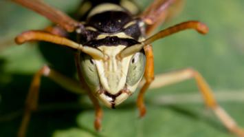 А эта красавица мне попозировала :)
