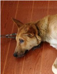 Завтра на первом канале. "Российские кинологи-пограничники,взяли в плен собаку!" "США-ПОМОГИЙ"