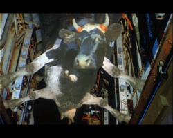 Как перевозят животных в самолете